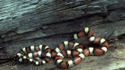 Black and brown snake with yellow stripe