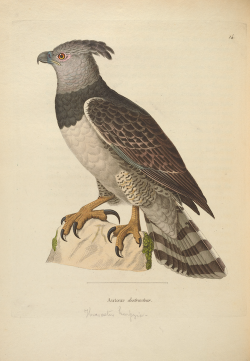 nemfrog:“Destroyer goshawk.”   Nouveau recueil de planches coloriees d'oiseaux v.2. 1770. 