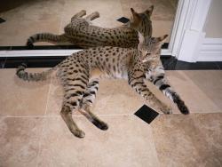 anogoodrabblerouser:  bigcatawareness:  commandererwinsmith:  bigcatawareness:  emperoreli:  This is a Savannah F1 cat. It is breed between a Siamese cat and the Serval. These domesticated cats can be the size of medium sized dogs. They are fine with