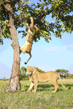 hahaandthenwhat24:  caffeinatedfeminist:magicalnaturetour:Lion Gets Stuck In A Tree Before His Brother Helps Him Down. All photos by Carters News via The Huffington Post ~ Please click through to see the gif they made of this hilarious incident. It was