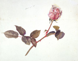 littlesugarplumfairy:  Rose, 25 September 1896 &amp; Pansy, 21 September 1896, Illustrations by Beatrix Potter 