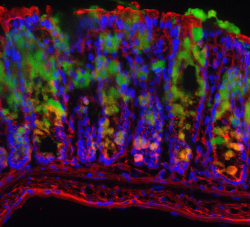 bbsrc:  Research linking gut health, mucus and inflammatory bowel disease    These images show a mouse colon tissue stained for mucus (green), sugars (red) and cell nuclei (blue). The human colon, much like the mouse colon, is covered by a protective