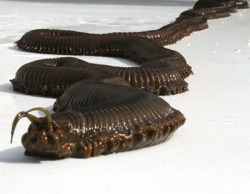 barbiepink-fuck:  cj-sewers:  metal-knight:  scootybootyman:  lascocks:  unexplained-events:  This giant(4 foot long) KILLER worm was discovered in an aquarium(Newquay’s Blue Reef Aquarium) in the UK. They found Barry, the giant killer worm, when they