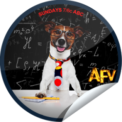      I just unlocked the America&rsquo;s Funniest Home Videos: Smart Dog/Dumb Dog &amp; Worst Ever sticker on GetGlue                      2905 others have also unlocked the America&rsquo;s Funniest Home Videos: Smart Dog/Dumb Dog &amp; Worst Ever sticker