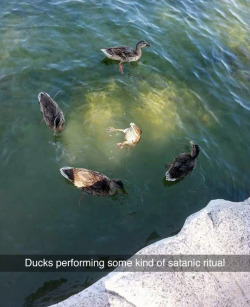 theaspandthecrayfish:  tastefullyoffensive:  They’re up to something fowl… (photo by crumbbelly)  There is nothing more satanic than a duck….  