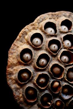 water lily seed pod