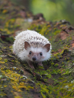 intotheclearing:  Burger The Hedgehog (by Jasonmon) 
