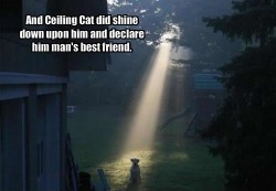 Ceiling Cat didn’t want that title anyway