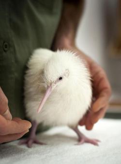 stoned-levi:  canadian-asian:  The White Kiwi  where is importantbirds