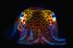 nubbsgalore:  despite its colourful appearance, the hawaiian bobtail squid (euprymna scolopes) has the ability to render itself invisible to predators from bellow, thanks to a luminescent bacteria, vibrio fischeri, which inhabits a special light organ