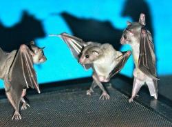 jake501:  buzzfeed:  Bats become much sassier if you flip the pictures upside down. (via)  By the way, I love bats. 