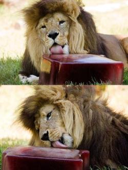 slapfight:   Lions are fed frozen blood during the heatwave in Melbourne  aka the most metal popsicle  