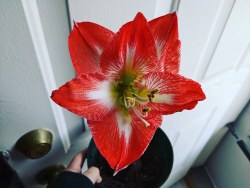 My amaryllis finally bloomed 🏵️🧡