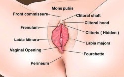 ultracameltoepussy: THIS IS WHAT EXACTLY “MONS PUBIS” (MOUND OF VENUS) IS . NOTICE HER BIG MEATY PUFFY PUSSY👅❤   The pubic mound is also known by its Latin name, Mons Pubis, or Mons for short. The female pubic mound is also sometimes known as