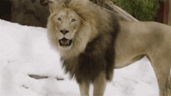 sdzoo:  Big cat snow day: part 2. Watch the full video on YouTube. 