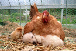 lovely-cryptids:  petermorwood:  impossiblejellyfishfart:  cryoverkiltmilk:  catsbeaversandducks:  Mama Hens And Their Babies Via Bored Panda   These are such good chickens   I can’t get over the ostriches because they ARE AS BIG AS HER   A demonstration