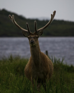 h4ilstorm:  Assynt Stag - Scottish Highlands (by Michael~Ashley)