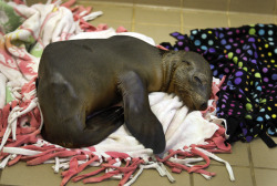 latimes:  The crisis facing California sea lions  State officials have declared an “unusual mortality event” for California sea lions, after an unusually high number of pups barely clinging to life have recently washed ashore. For a sense of the sheer