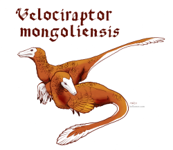 the-merbeast:  Day 11: Velociraptor mongoliensis, “swift seizer” Okay I actually didn’t half-ass this one this time because 1) Velocis are my favorite! 2) It’s Therapod Thursday ok, and 3) JURASSIC WORLD COMES OUT TOMORROW! And I just wanted to