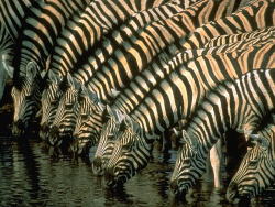 Geometric gathering (Zebras at a watering hole)