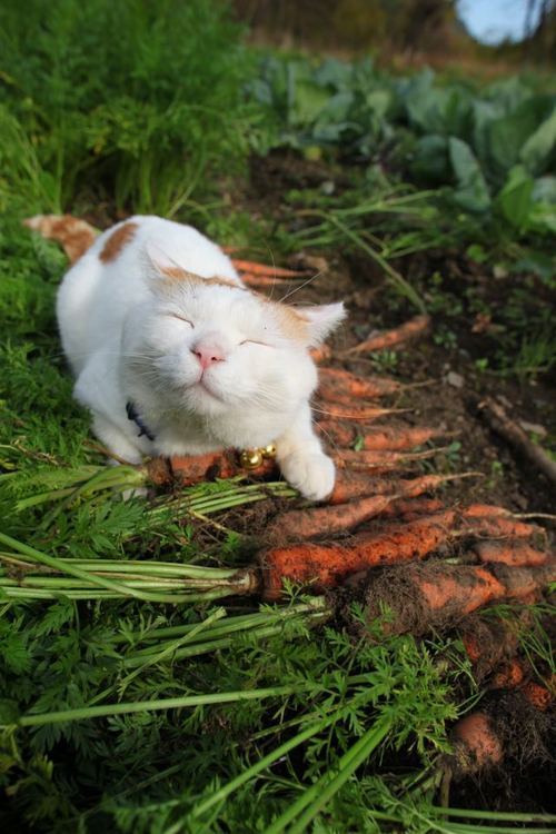 lookinmyeyesandseemymind: tumbledore-: cynicowl: My new goal in life is to be as happy as this cat. how does this cat even see? Magic 