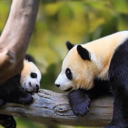 So kid, here&rsquo;s what you gonna do: just act cute, and humans will love you&hellip;. #panda #cute #instagood #likeforlike #pandabear #asians #likes #funny #pandas #pandaexpress #instapandacool #bestoftheday follow for more awesome posts  Bonafidepanda