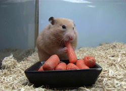 shingekinokyojinheaven:  he just became like 50% carrot  Wow I&rsquo;ve seen a hamster put a lot of food in it&rsquo;s pouches before but this one takes it to the extreme.