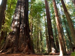 nybg:  Big trees absorb more carbon than many little trees, and they are fast disappearing. It’s time to work harder at conserving the planet’s big trees, to protect them from logging, invasive species, devastating storms, catastrophic fires, and