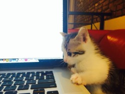 scratchingpad:  Kitten and her first laptop 