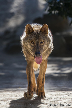 wowtastic-nature:  💙 Lobo/Wolf on 500px by Ander Aguirre, Bilbao☀  Canon EOS 5D Mark II-f/5.6-1/640s-300mm-iso800, 800✱1200px-rating:96.6 