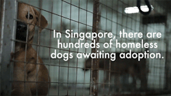 here-in-the-room:  huffingtonpost:  IKEA ADVERTISES ADOPTABLE DOGS IN STORES, BECAUSE EVERY HOME NEEDS A RESCUE PUP The idea to display the pets inside the store started in Singapore as a collaboration between Ikea and two animal shelters, according