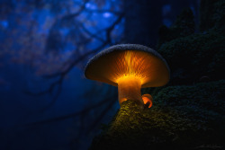 drxgonfly:  . : in the witches forest : . (by  Martin Pfister) 