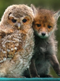 hplessflirt:  dusqphire:  trilithbaby:  sarah4559: Holy cuteness dusqphire Dawwww…very cute! Thanks hun. :D Hey hplessflirt …owls and foxes. ;) -Foxy  Awwww!!!! Thanks dusqphire !  this is perfect for you two XD