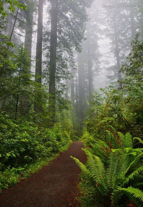 silvaris:    Redwood Path #1 by Sean O'Gara