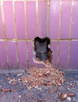 aeon-fux:  THIS HOLE WAS MADE FOR MEOW  