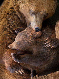 asylum-art:  Big Bears Teaching Their Teddies How To Bear  Momma bears are a fairly devoted bunch, and because bears are so incredibly cute, the moments they enjoy in the spring when raising their young cubs can be truly precious. That’s why we collected