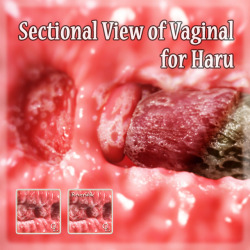 Sectional View of the vagina for Haru.  There is also a minute of symmetry. Representation of holes can be done by overlapping them. 7 animations and zero poses file. Preview and SSS material, numerous easy pose and detail morphs are included. Compatible