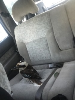 bolto:  labgnome:  bolto:  my brother just helped a kookaburra that was getting beaten up by magpies and now it’s chilling in his car  Are there people in Australia?  no 