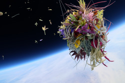 fastcodesign:  On Tuesday, a bonsai tree boldly went where no bonsai tree has gone before. Azuma Makoto, a 38-year-old artist based in Tokyo, launched two botanical arrangements into orbit: “Shiki 1,” a Japanese white pine bonsai tree suspended from