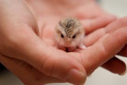 benrogerswpg:  Animals, Baby Owl, cutest thing ever http://bit.ly/VVQhaC  It looks like a baby hamster, but still, it&rsquo;s adorable!