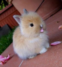 lolcuteanimals:Bunny nibbling on pink flower petals.