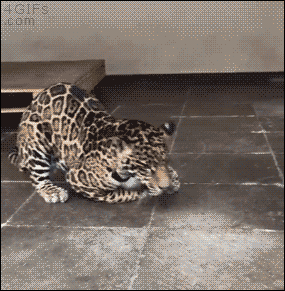 4gifs:  I has a bowl. Nooo they be stealin my bowl! [via]