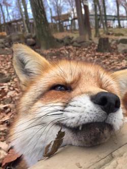 mtkthedreamer:kawaii-animals-only:A must visit! Cuteness overload freely roaming foxes at Zao Fox Village in Miyagi, Japan.I want them. NOW.