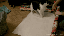 gifsboom:How To Wrap A Cat For Christmas.