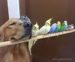 tastefullyoffensive:  Bob the golden retriever is best friends with eight birds and a hamster.(photos via @bob_goldenretriever/imgur)  Enough cuteness for today