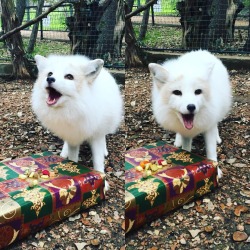 awwww-cute:  Christmas came early at the zoo my girlfriend works at, and one fox couldn’t be happier! (Source: http://ift.tt/1PfsWgl)