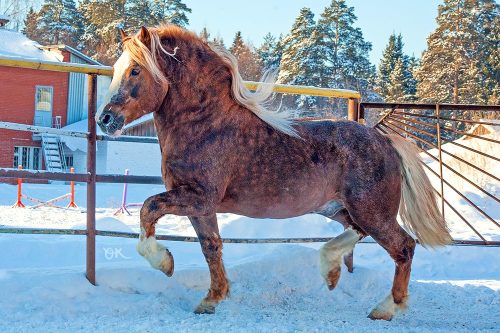 russianhorses: Russian Heavy Draft stallion Kaygal  