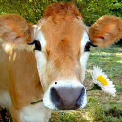 jessenia-senia:  thighclapper:  vegan-vulcan:  baebly:  this cow is prettier than me  Dude someone once told me I look like a cow and I was like “omg really? Have you seen cows? Because I have and they’re fucking gorgeous and adorable, so thanks”