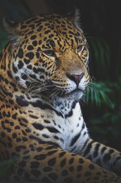 ikwt:    Leopard Portrait (Phil Robson) | ikwt 