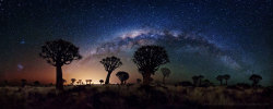 just&ndash;space:  Milky Way Over Quiver Tree Forest  : In front of a famous background of stars and galaxies lies some of Earth’s more unusual trees. Known as quiver trees, they are actually succulent aloe plants that can grow to tree-like proportions.